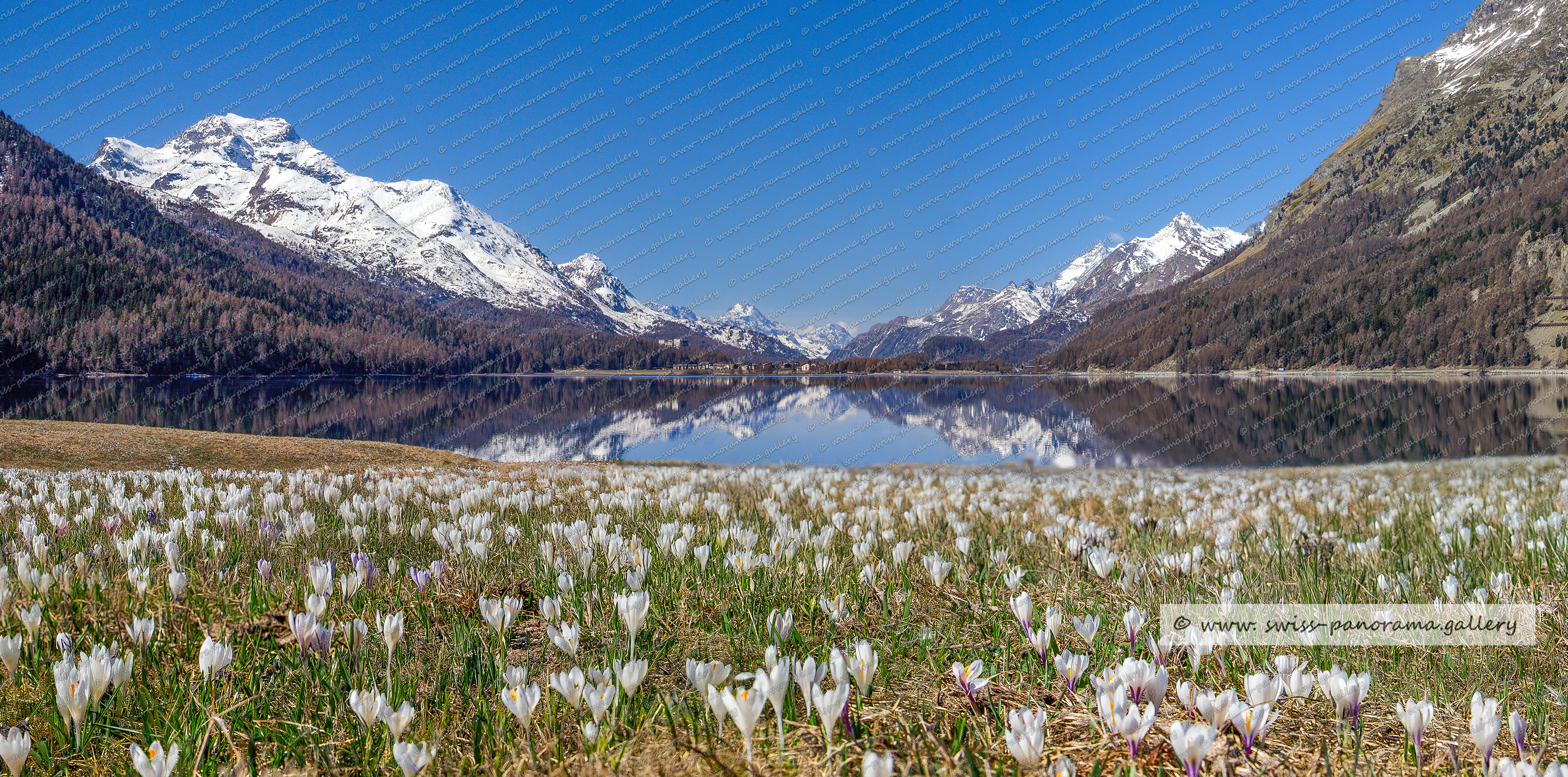 swiss panorama gallery Beschriftetes Alpenpanorama, Silvaplana, Krokusfeld, Engadiner Frühling, Blick nach Sils, Frühling, Beschriftetes Schweizer Alpenpanorama Oberengadin, High resolution panorama photos from Switzerland, Panoramic picture of the Swiss Alps, Panoramic photos of the Swiss Alps, Beschriftetes Panorama Säntis, Swiss Alps, swiss-panorama.gallery, famous Swiss Alps, Swiss Panorama Gallery, labelled mountain panorama from Switzerland, mountain panoramas from Switzerland, Panoramic photo of the Swiss mountains,  Iconic Swiss Alps, panoramic photo prints, Pizzo di Prata 2727m hinter Monte Belangia 2639m, Monte Conco 2908m, Monte Gruf 2936m (Italien), Punkt 2904m, Piz Margneta 3131m, Pizzi dei Vanni 2774m, Piz de la Margna 3158m, Piz Salacina 2600m (GR) - Bregaglia 2600, La Margneta 2785m, Piz Lizun 2549m (GR) - Bregaglia  , Cima di Rosso 2594 (GR) Bergell  , Piz Cam 2634m (GR) – Bregaglia, Piz Lunghin 2780m  , Piz Duan Ostgipfel 3104m, Silvaplana, Oberengadin panorama, Silvaplanersee, 